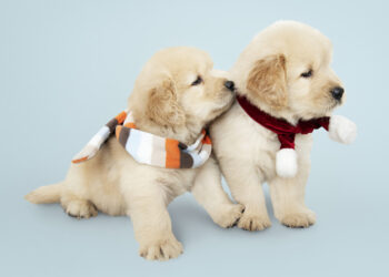 5 regali da fare a Natale al tuo cane