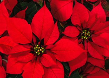 Stella di natale Ail 2020 Per un malato di leucemia la #BuonaStella sei tu