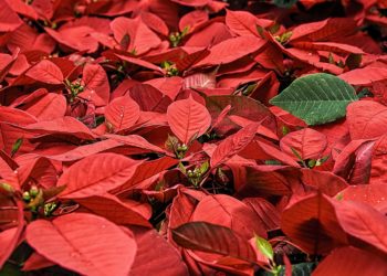 Da dove nasce la Stella di Natale