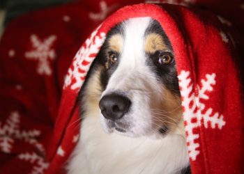 A Natale serenità anche per gli animali