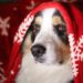 A Natale serenità anche per gli animali